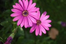 image of flower