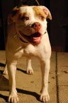 image of american_bulldog #22