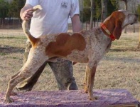 english_foxhound