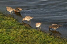 image of red_backed_sandpiper #9