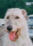 image of irish_wolfhound