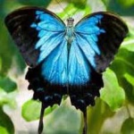 image of animal