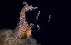 image of seahorse #33