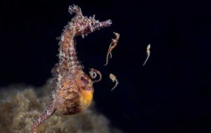 image of animal