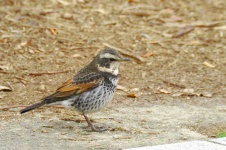 image of animal