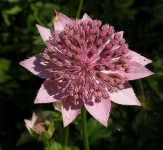 image of flower