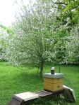 image of apiary