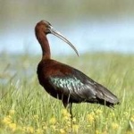 image of bird
