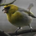 image of bird