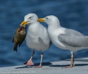 image of seagull