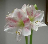 image of flower