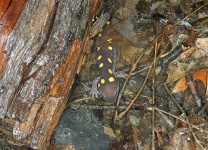 image of spotted_salamander