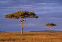 image of savanna