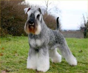 image of miniature_schnauzer