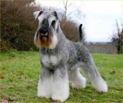 image of miniature_schnauzer #4