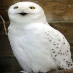 image of bird