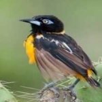 image of bird