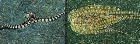 image of sea_snake