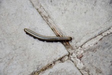 image of centipede #7