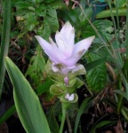 image of flower