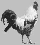 image of rooster
