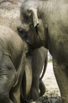 image of indian_elephant