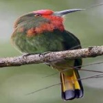 image of bird