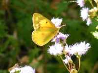 image of sulphur_butterfly #32