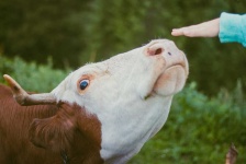 image of animal