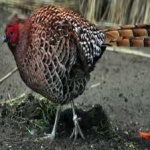 image of bird