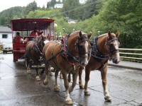 image of horse_cart #28