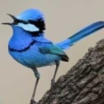 image of bird