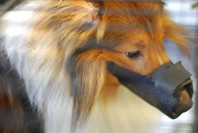 image of muzzle