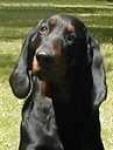 image of black_and_tan_coonhound #15