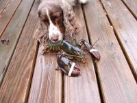 image of american_lobster