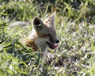 image of kit_fox