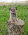 image of norfolk_terrier