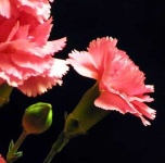 image of flower