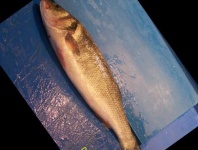 image of fish