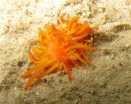 image of sea_slug #19