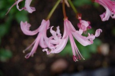 image of flower