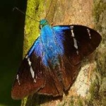 image of animal