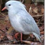 image of bird
