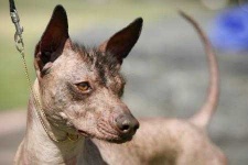 image of mexican_hairless
