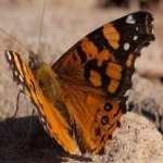 image of animal