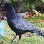 image of bird