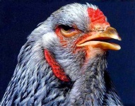 image of hen