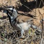 image of bird