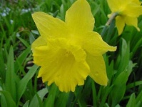 image of flower