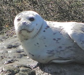 image of animal